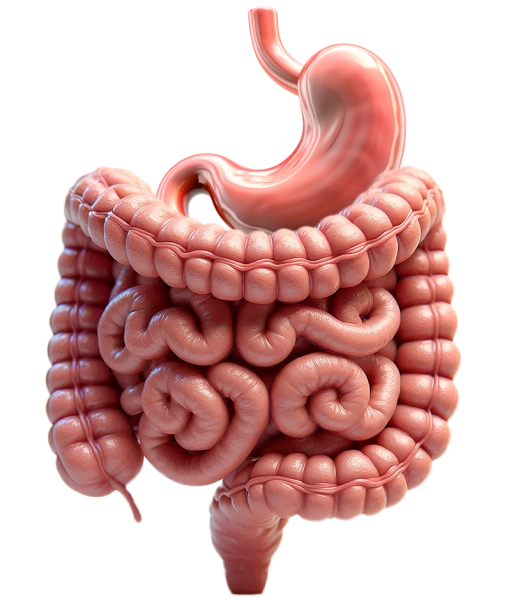 Imagem destaque cirurgia digestiva Anaísa Portes